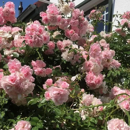 Holiday home Kaveleck Zingst